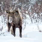 Die Königin von Schwedens Wäldern