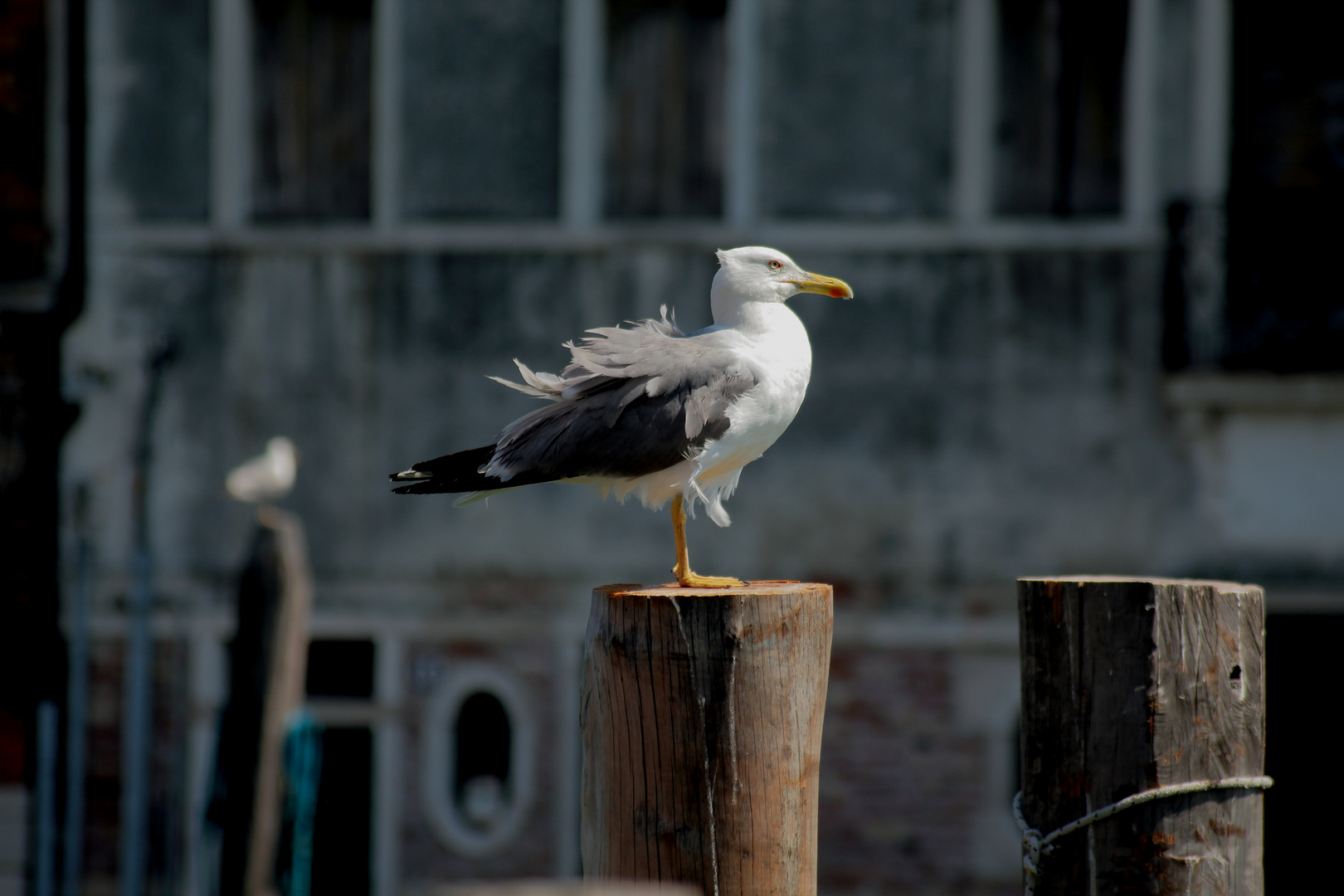 Die Königin von Venedig