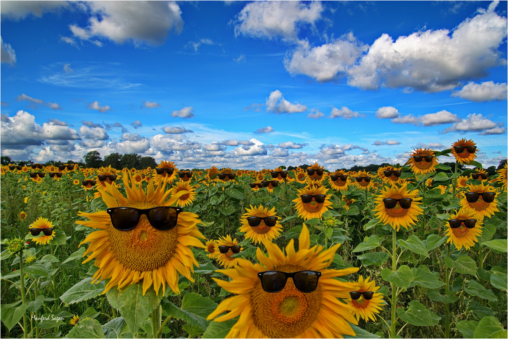 Die „Königinnen des Sommers“ –  Sonnenblumen!