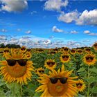 Die „Königinnen des Sommers“ –  Sonnenblumen!