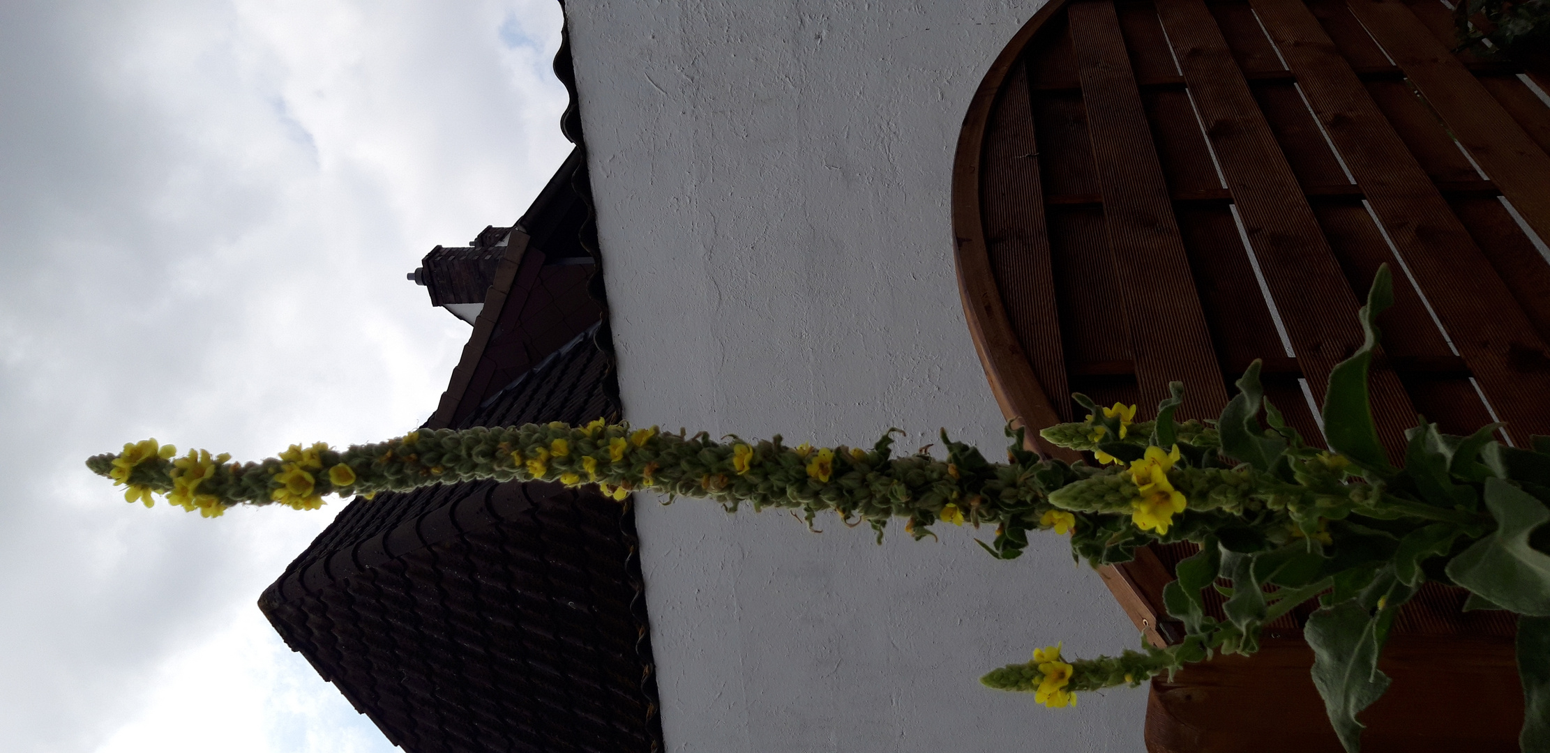 die Königskerze (Verbascum thapsus var. giganteum)