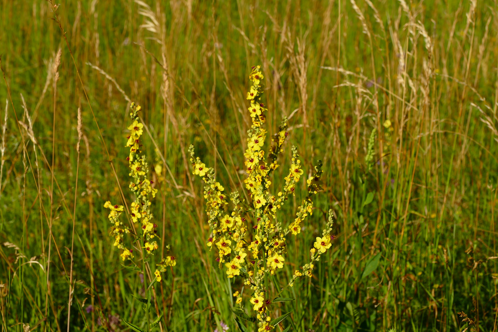 Die Königskerzenwiese