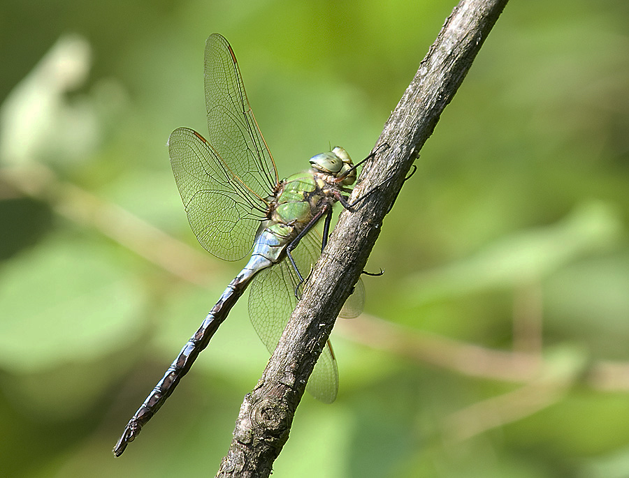 Die Königslibelle - Anax Imperator 1