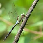 Die Königslibelle - Anax Imperator 1