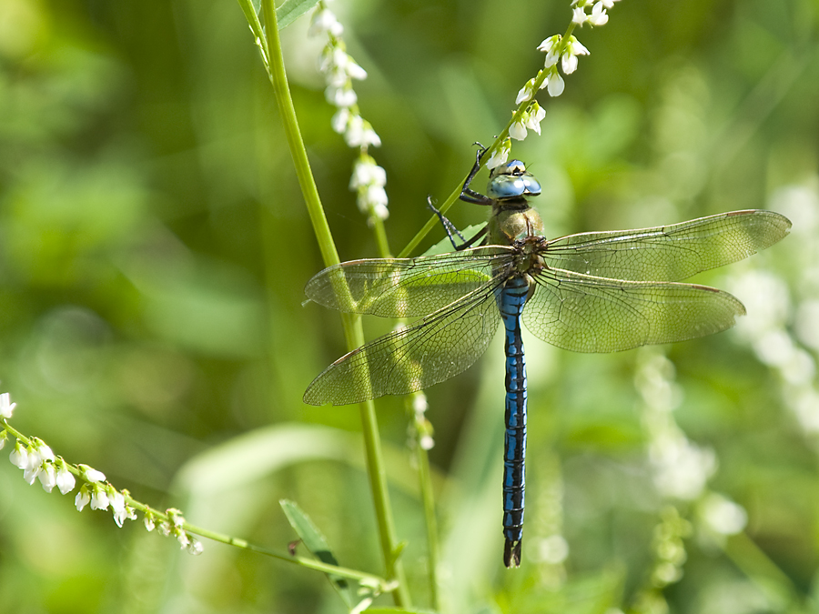 Die Königslibelle - Anax Imperator 2