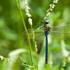 Die Königslibelle - Anax Imperator 2