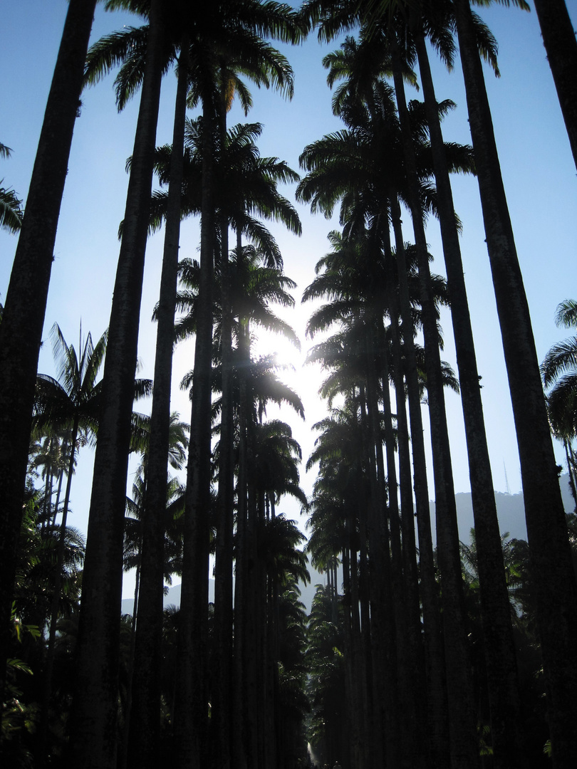 die Königspalmen-Allee im Jardim botânico, Rio