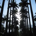 die Königspalmen-Allee im Jardim botânico, Rio