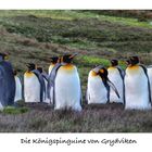 Die Königspinguine Von Grytviken