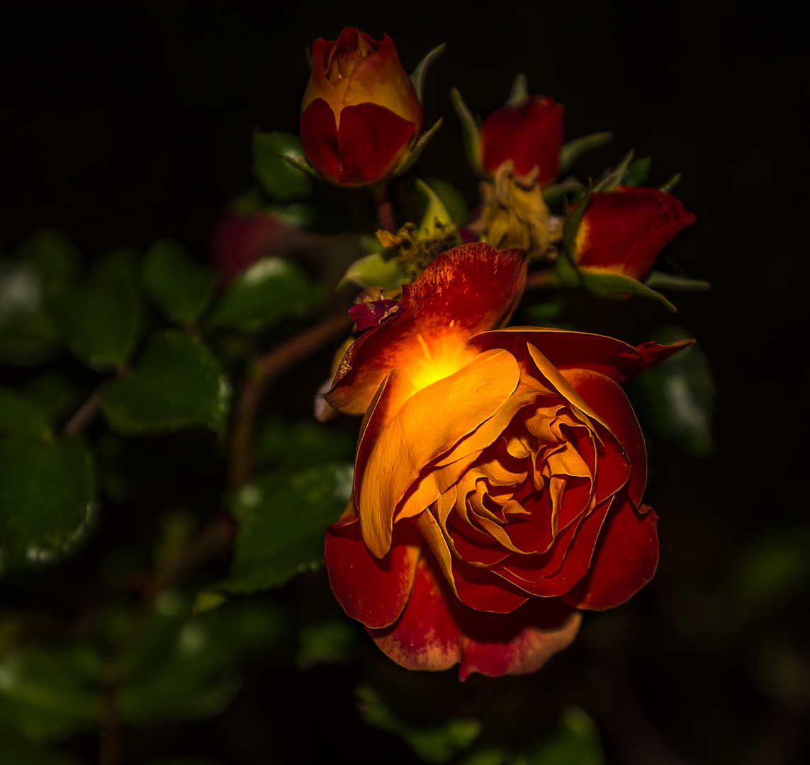 Die Köningin (Rose)-1