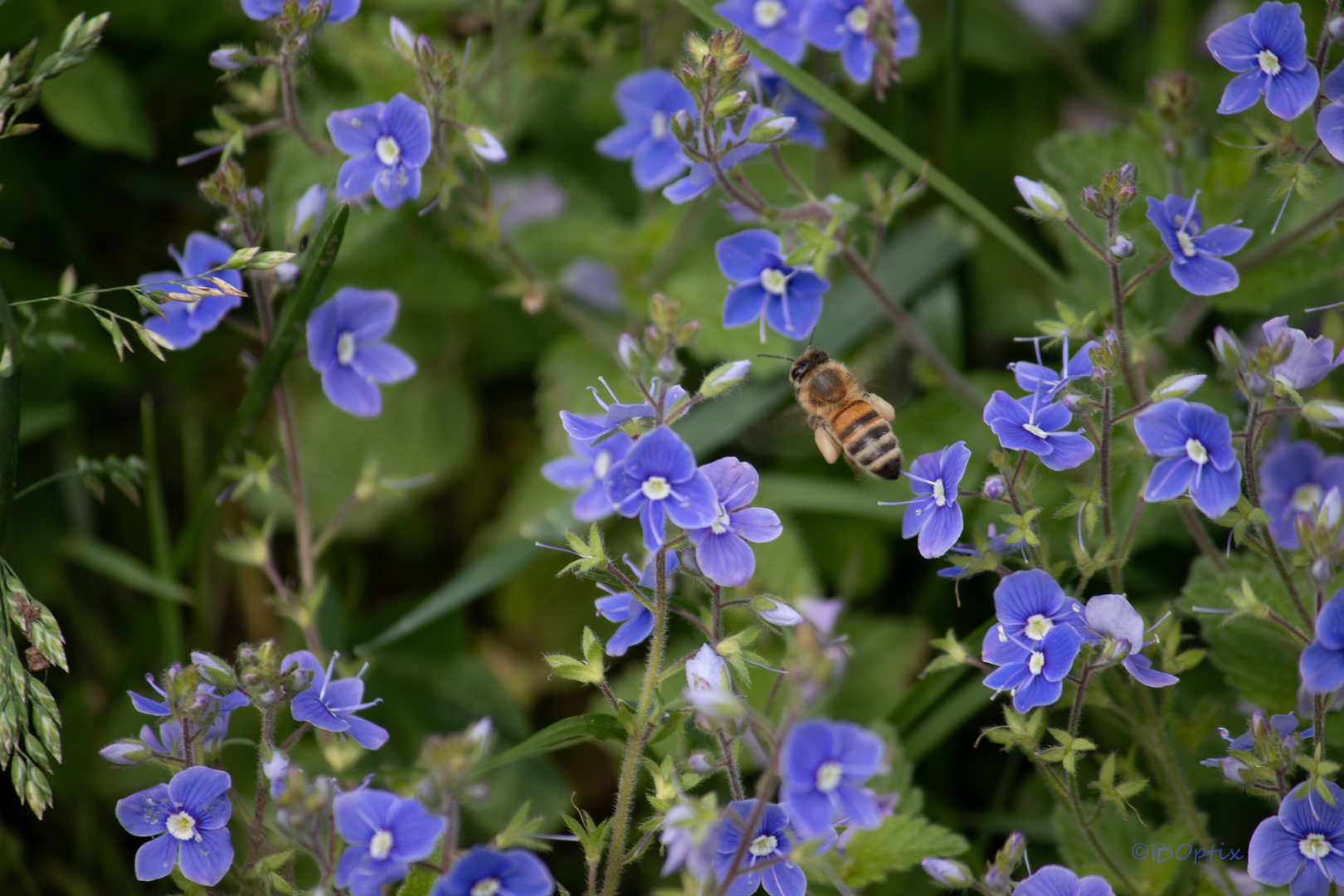 ...die Koffer sind voll mit Pollen gepackt - ab nach Hause