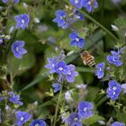 ...die Koffer sind voll mit Pollen gepackt - ab nach Hause