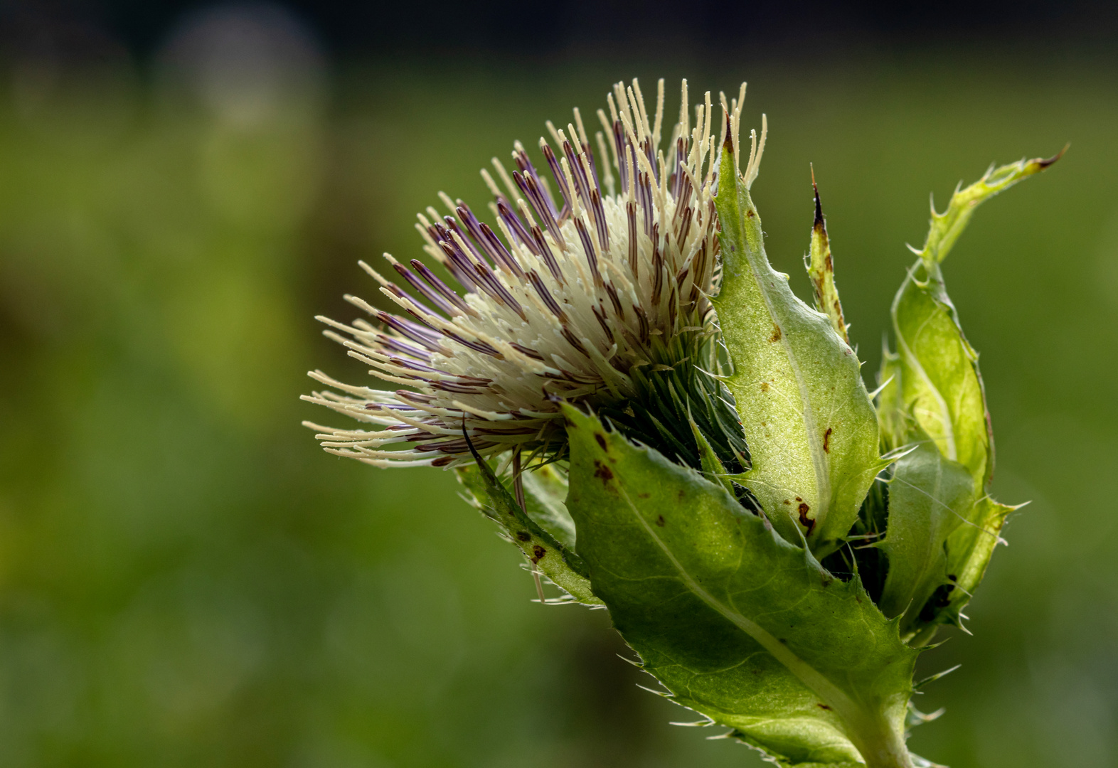 Die Kohldistel