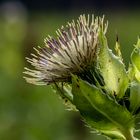 Die Kohldistel