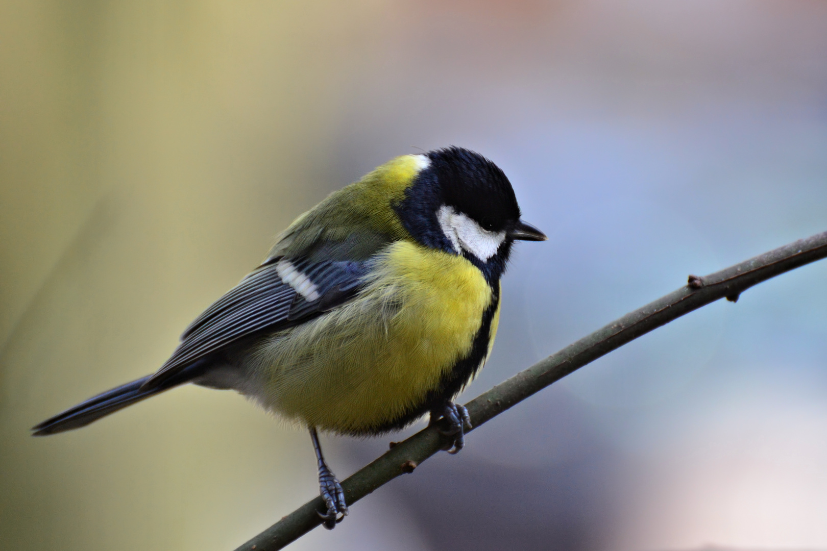 Die Kohlmeise..... Foto & Bild | winter, natur, tiere Bilder auf ...