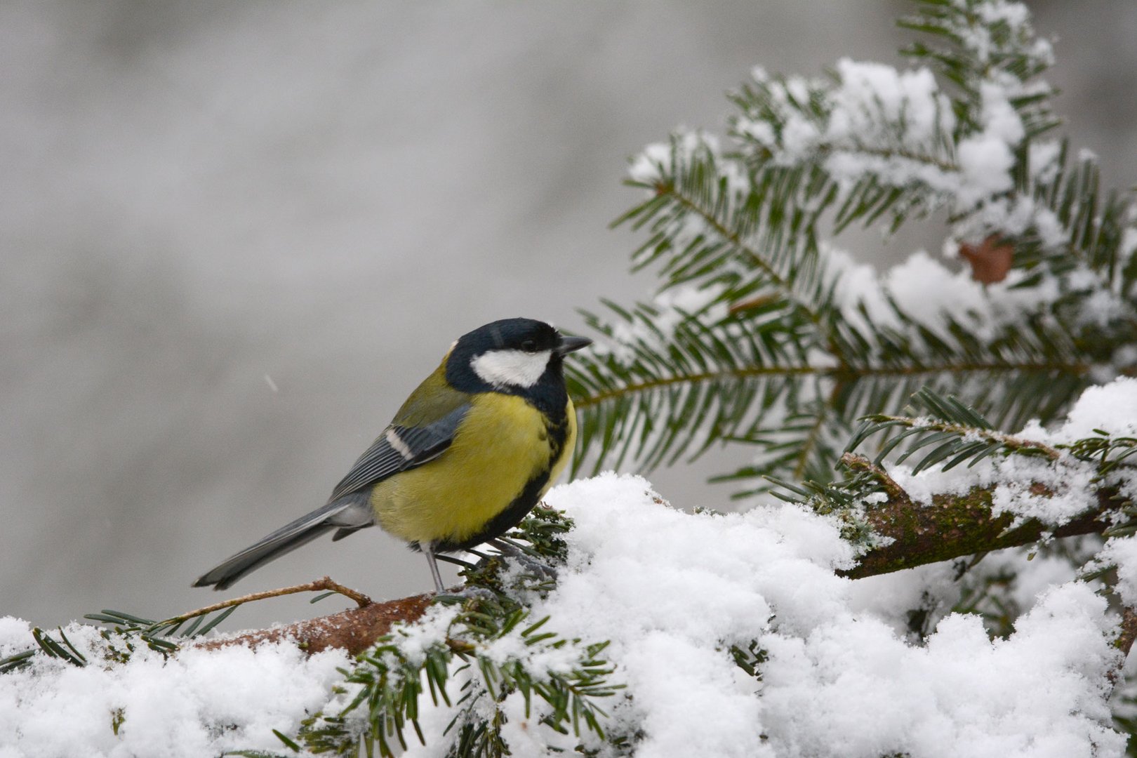 Die Kohlmeise auf unserem Weihnachtsbaum im Schnee