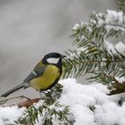 Die Kohlmeise auf unserem Weihnachtsbaum im Schnee