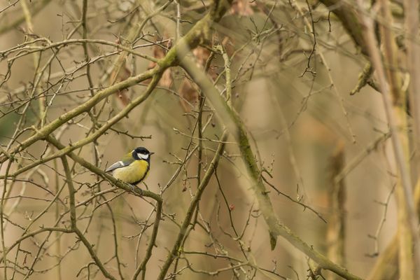 Die Kohlmeise hat es gut..