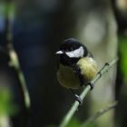 Die Kohlmeise im Frühling....