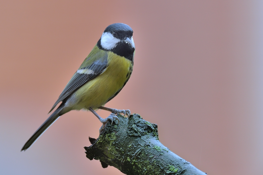 Die Kohlmeise im Garten Foto & Bild tiere, wildlife