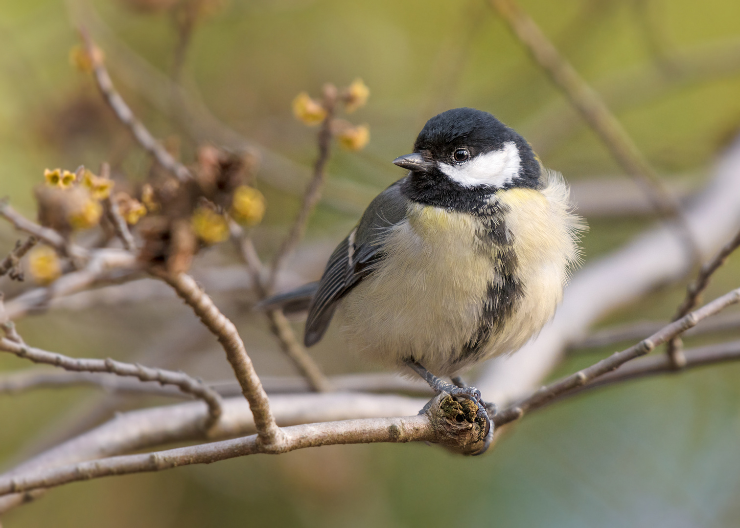 Die Kohlmeise (Parus major)