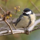 Die Kohlmeise (Parus major)