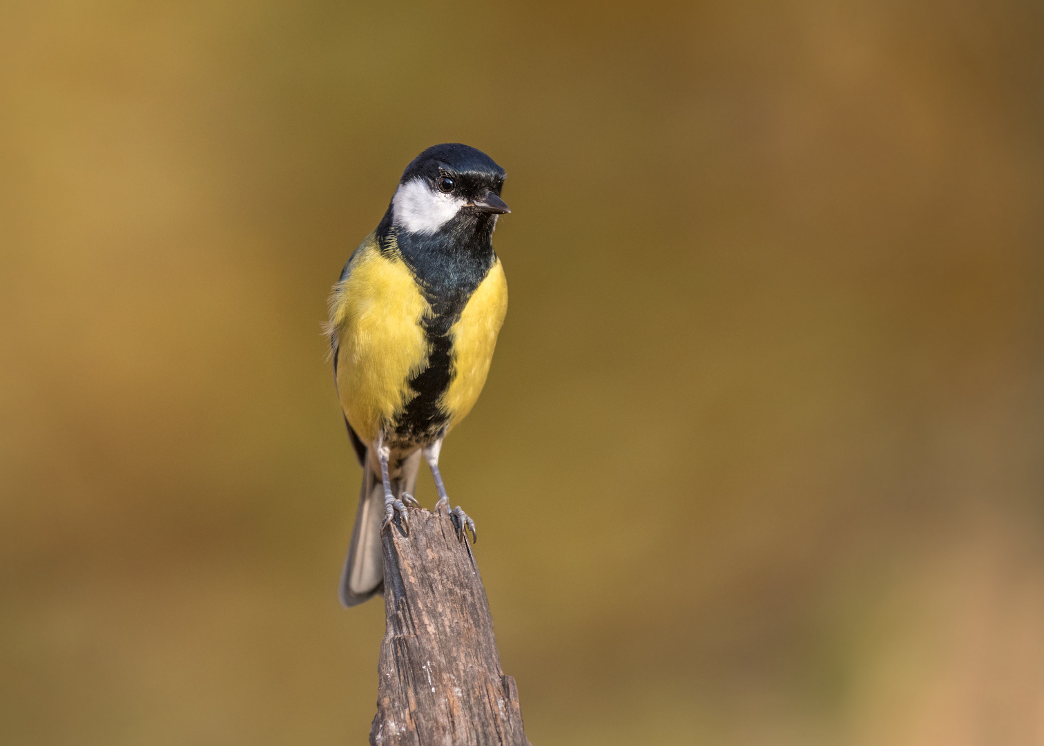 Die Kohlmeise (Parus major)