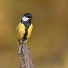 Die Kohlmeise (Parus major)