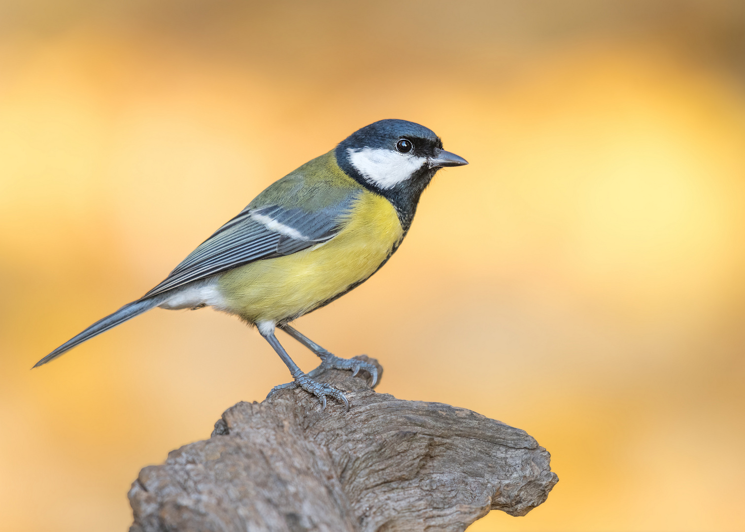 Die Kohlmeise (Parus major)