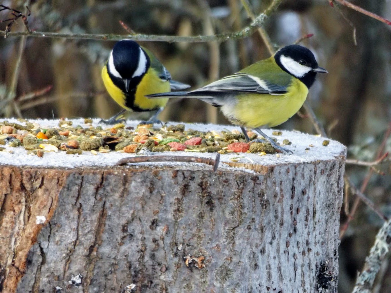 Die Kohlmeise (Parus major)