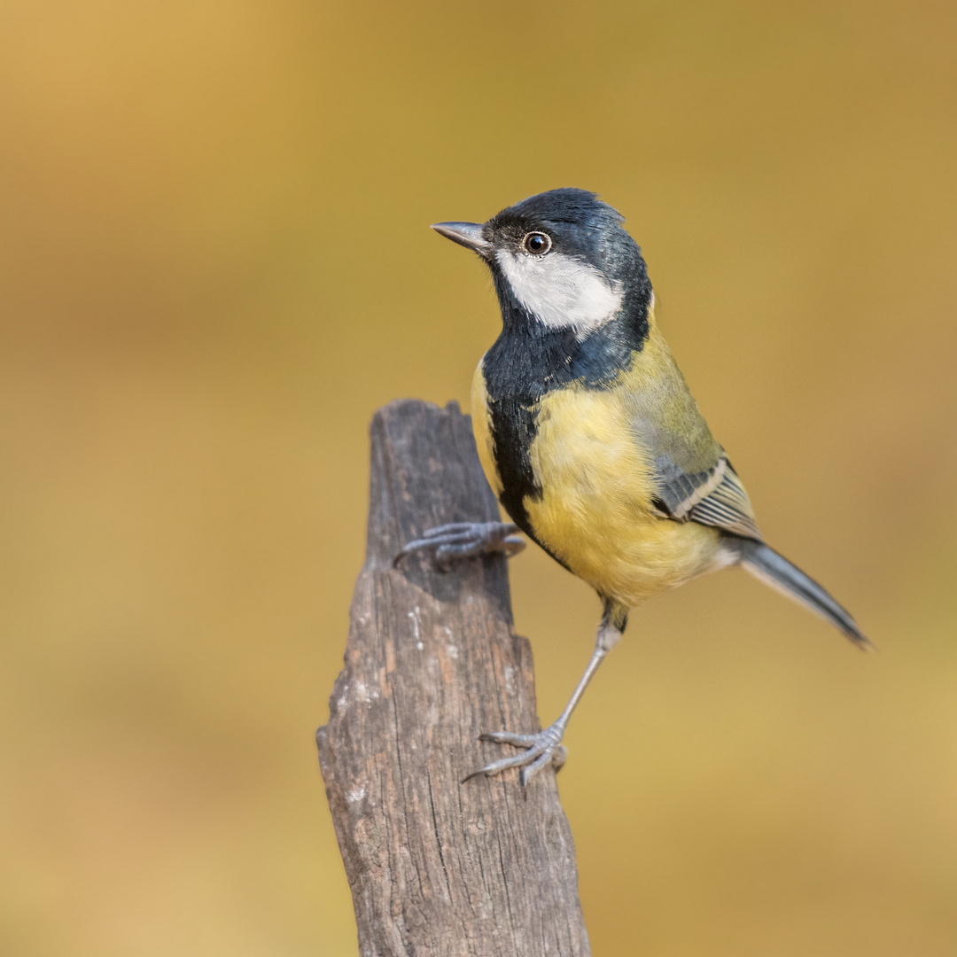 Die Kohlmeise (Parus major)