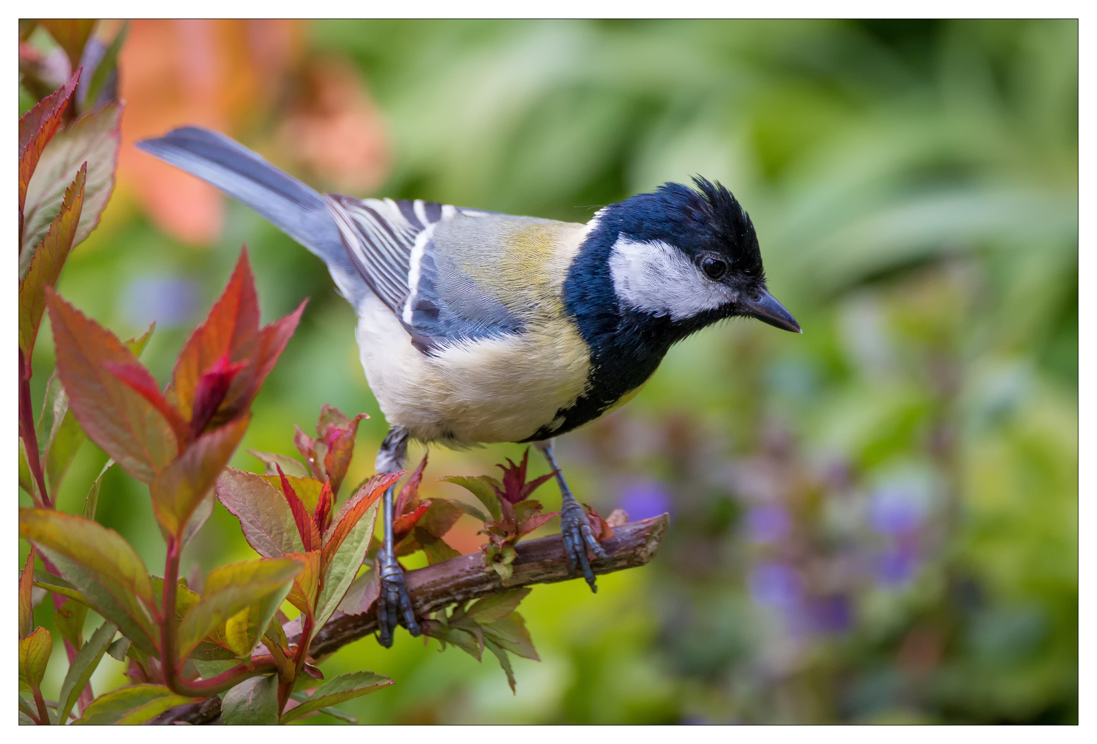 Die Kohlmeise (Parus major)?