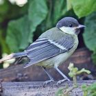 Die Kohlmeise Parus major  findet genau an dieser Stelle auch im Winter ihr tägliches Futter...