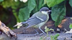 Die Kohlmeise Parus major  findet genau an dieser Stelle auch im Winter ihr tägliches Futter...