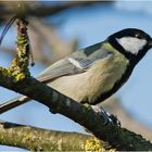 Die Kohlmeise (Parus major) suchte im alten Kirschbaum . . .