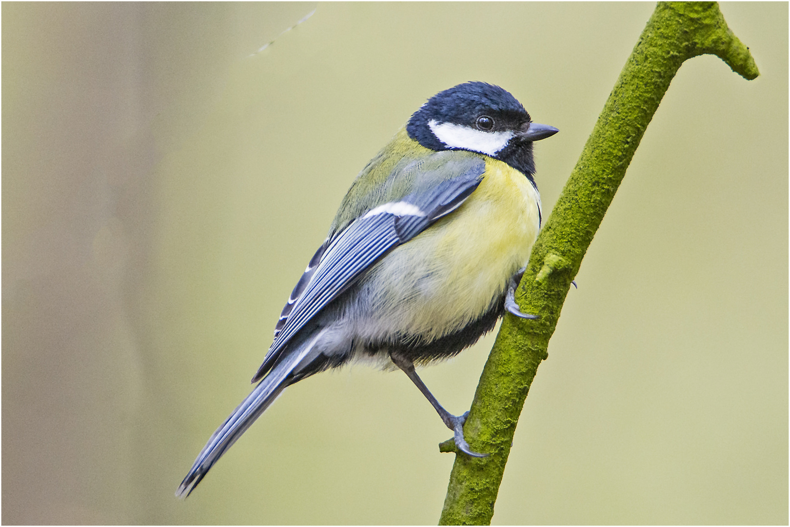 Die Kohlmeise (Parus major) verharrte . . .