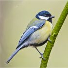 Die Kohlmeise (Parus major) verharrte . . .