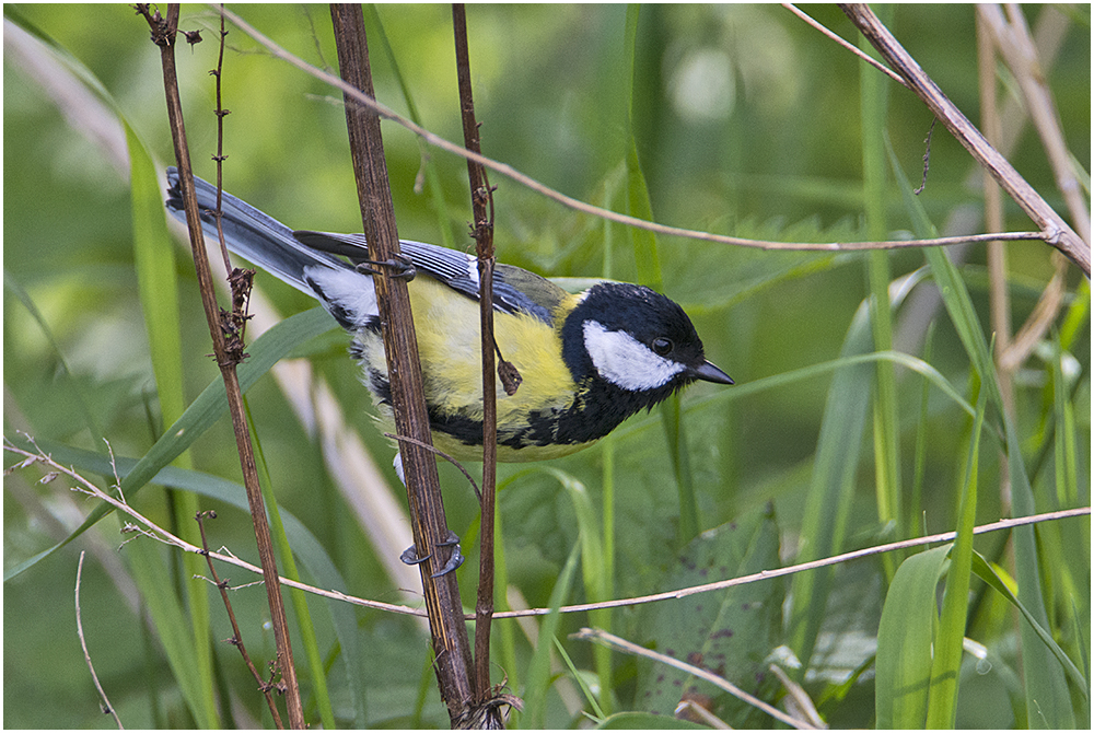 Die Kohlmeise (Parus major) war intensiv . . .