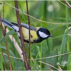 Die Kohlmeise (Parus major) war intensiv . . .