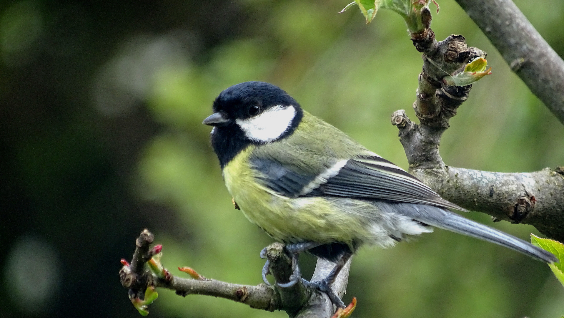 die Kohlmeise (Parus major) - Weibchen -... 