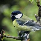 die Kohlmeise (Parus major) - Weibchen -... 