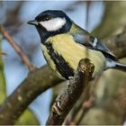 Die Kohlmeisen (Parus major) ist neben . . .