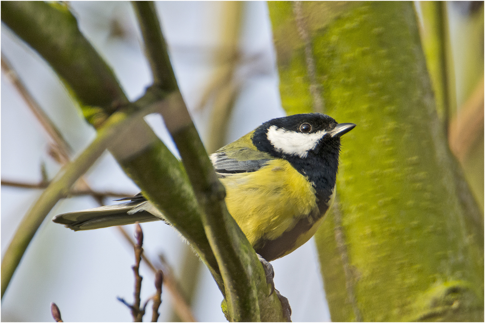 Die Kohlmeisen (Parus major) sind . . .    