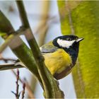 Die Kohlmeisen (Parus major) sind . . .    