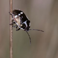 Die Kohlwanze (Eurydema oleracea) freut sich über die ersten Sonnenstrahlen