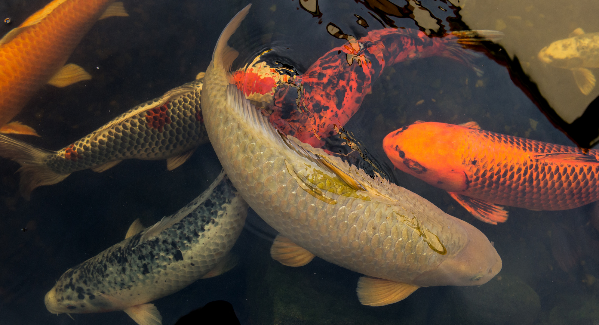 Die Kois haben den Winter überlebt! Foto & Bild wasser, natur, zoo