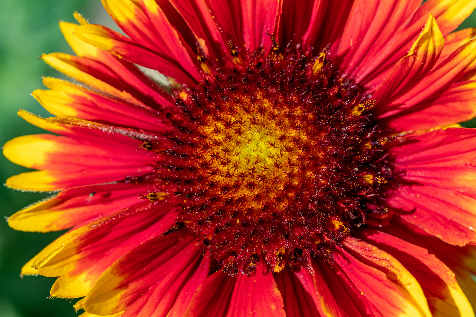 Die Kokardenblume