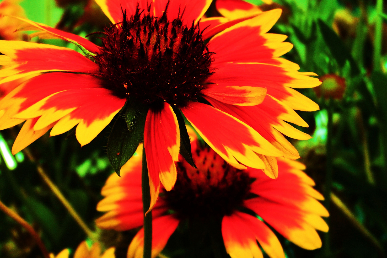 die Kokardenblume blüht   auf , denn sie scheint wieder,  die Sonne