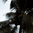 Die Kokosnuss ernte
