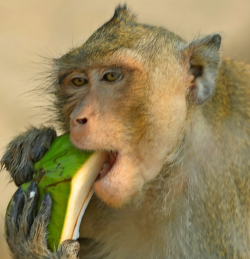 die Kokosnuss scheint zu schmecken